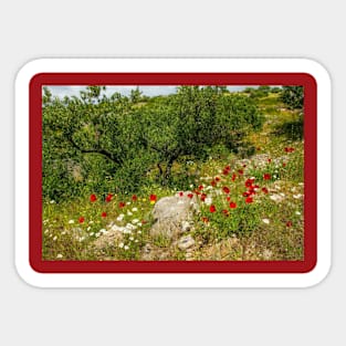 Olive Trees and Wild Flowers on Brac, Croatia Sticker